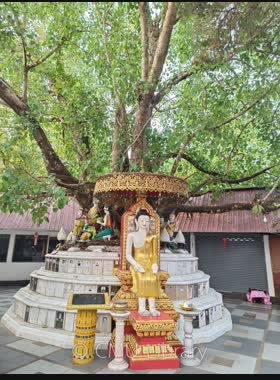 ต้นศรีมหาโพธิ์ book